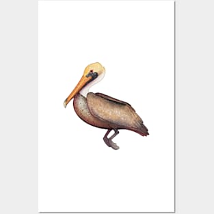 Cozy Pelican Posters and Art